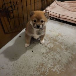 Boy 1 - Sesame Shiba Inu puppy in Iowa from Jordan's Shiba Inu