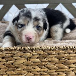 Girl 2: Violet - Blue merle female Australian Shepherd puppy in Volant, Pennsylvania from Addie's Aussies