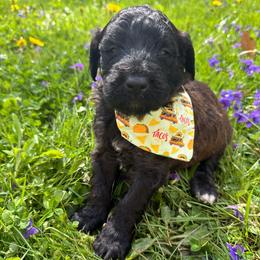Pedro - Brindle male Bordoodle puppy in Canfield, Ohio from Poo's Doo's & Inu's