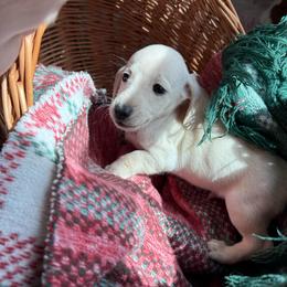 Boots - Cream male Dachshund puppy in Pontotoc, Mississippi from Toddy Kennels
