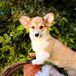 Brown collar - Red male Pembroke Welsh Corgi puppy in Caliente, California from Rafter Cross 7