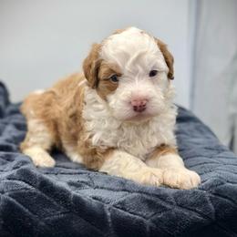 Toffee - Red male Bernedoodle puppy in Danielsville, Georgia from Meg's Doodles and Poodles