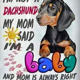 Lily - Black and cream female Dachshund puppy in Bigfork, Minnesota from Dachshunds Up North