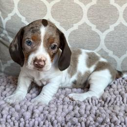 CKC Girl 4 - Dapple female Dachshund puppy in Joshua Tree, California from Desert Dreams Ranch