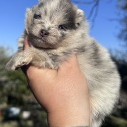 Aspen - Blue merle female Pomeranian puppy in Sandia, Texas from Broken Arrow Poms