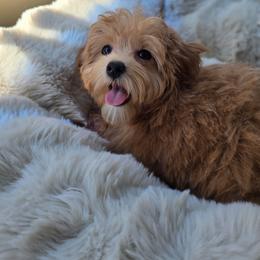 Roxie - Apricot female Maltipoo puppy in Washington from Mt.BakerPoodles&Doodles