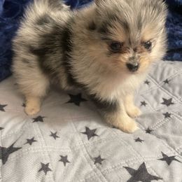 Pomeranian Puppies from Belinda Hokanson