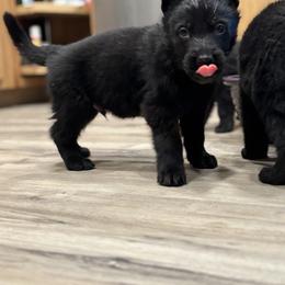 German Shepherd Puppies from Will