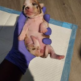 Chihuahua Puppies from Maldonado Pet Life Breeder LLC.