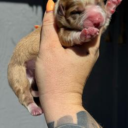 Atlas - Fawn and white male American Corgi puppy in East Oakdale, California from Rhettro Kennels