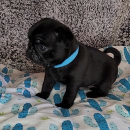 Pug Puppies from Pugs and Kisses from Kansas