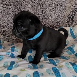 Pug Puppies from Pugs and Kisses from Kansas