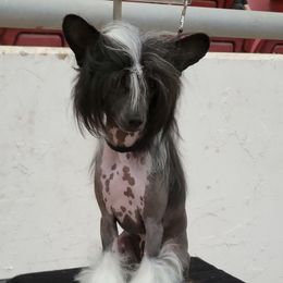 Jetta - Chinese Crested