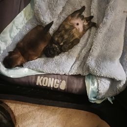 Shih Tzu Puppies from Peterson Shih Tzus