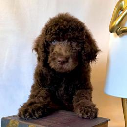 Yellow Collar Boy - Silver-beige  male Poodle puppy in Oklahoma City, Oklahoma from Velvet Standards