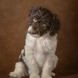 Tulip - Brown and white female Aussiedoodle puppy in Germantown, Ohio from Doodle Patch Farm