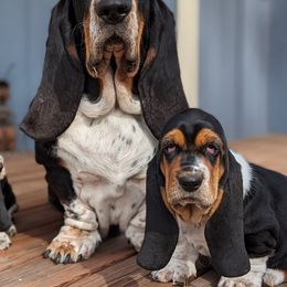 Basset Hound Puppies from BeautyBea's Flathead Lake Bassets