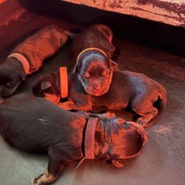 B1 - Black and mahogany male Rottweiler puppy in Grand Rapids, Michigan from Rott-Squad Kennels