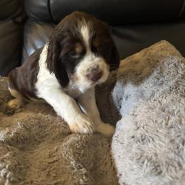 Grey - Liver white and tan female English Springer Spaniel puppy in Griswold, Connecticut from Lassale Springers