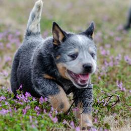 Rosedale - Blue female Australian Cattle Dog puppy in Fairview, Oklahoma from Flying D Kennels