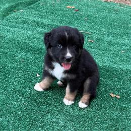 Chocolate - Black tri-color female Australian Shepherd puppy in Mount Vernon, Texas from RJ's Aussie Posse