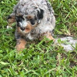 Benny - Merle male Bernedoodle puppy in Venice, Florida from Sixlittles and Bernedoodles