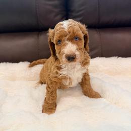 Maverick - Red  male Goldendoodle puppy in Anthem/Phoenix, Arizona from Ironwood Doodles