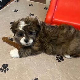 Green collar - Frankie - Brindle and white male Shorkie puppy in Mays Landing, New Jersey from Fancy Paws Shorkies & Shih Tzus