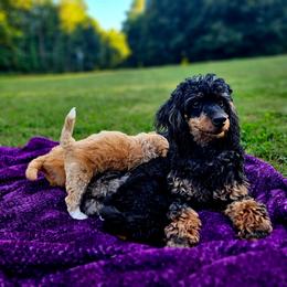 Keisha - Bernedoodle