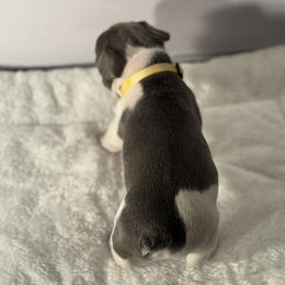 French Bulldog Puppies from Puget Sound Frenchies