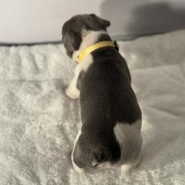French Bulldog Puppies from Puget Sound Frenchies