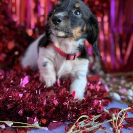 Dachshund Puppies from Duck creek farm