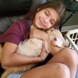 Cavapoo and Goldendoodle Puppies from Daisy's Doodle Den