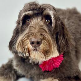 Willow - Australian Labradoodle