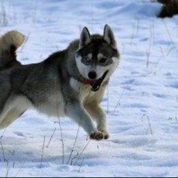 Siberian Huskies from Yetieska Siberians