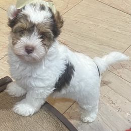 Milo - Chocolate tan and white male Biewer Terrier puppy in Capron, Virginia from Caroline's Biewer Terriers
