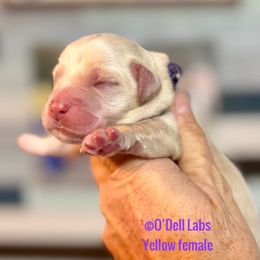 Girl 4 - Yellow female Labrador Retriever puppy in Sullivan, Missouri from O’Dell Labs