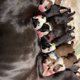 Boxer Puppies from Abney’s Boxers of Bowling Green