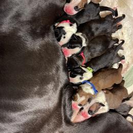 Boxer Puppies from Abney’s Boxers of Bowling Green