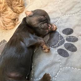 Loki - Black and tan female Shih Tzu puppy in Reddell, Louisiana from TINYSHIHTZUFURU