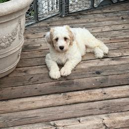 Moses - White male Bernedoodle puppy in Hays, Kansas from Pine Street doodles