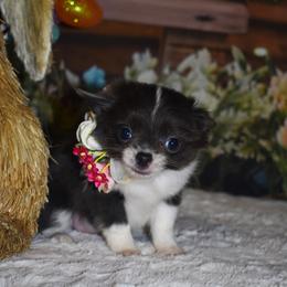 Maxi - Blue and white female Chihuahua puppy in Gloucester, Virginia from Charlotte's Web of Chihuahuas