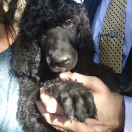 Poodle Puppies from Figz Poodles