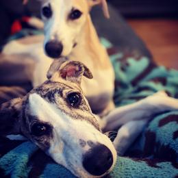 Whippet Puppies from Solidago