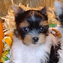 Girl 3 - Black tan and white Biewer Terrier puppy in Yelm, Washington from Yelm Biewers