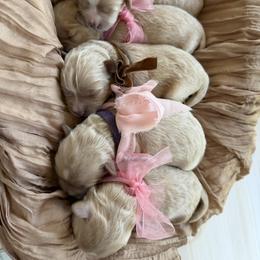 Maltipoo Puppies from Dream Puppies PNW