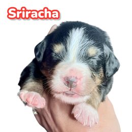 Sriracha - Black rust and white female Bernese Mountain Dog puppy in Petersburg, Michigan from J & J Meadows