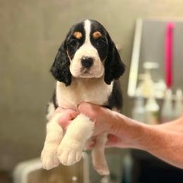 Boy 2 - Black white and tan male English Springer Spaniel puppy in Scio, Oregon from Starlet Springers