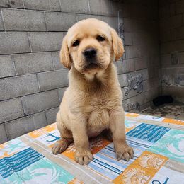 Labrador Retriever Puppies from Dolce Amore Labradors