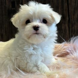 Maltese puppies from Wendy’s Maltese & Cavamalts of Virginia
